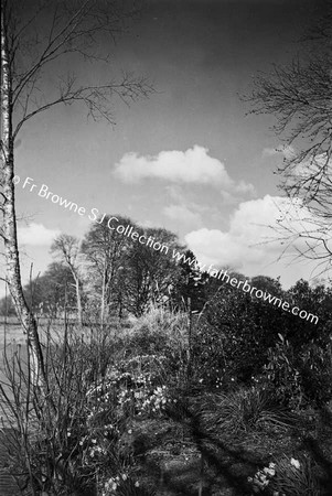 TREES AND PLANTS IN WOOD DAFFODILS